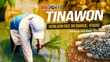 Tinawon – Heirloom rice ng Banaue, Ifugao | DigiDokyu