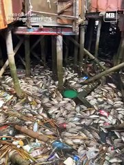 Thousands of fish turn belly up in Cañacao Bay, Cavite City