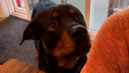 Un Rottweiler veut partir en promenade : il a une manière bien à lui de convaincre son humaine de sortir
