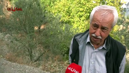 Önce Kuraklık Şimdi Zeytin Kızıl Kurdu! Urla Yarımadası'nda Zeytinyağı Verimi Düştü
