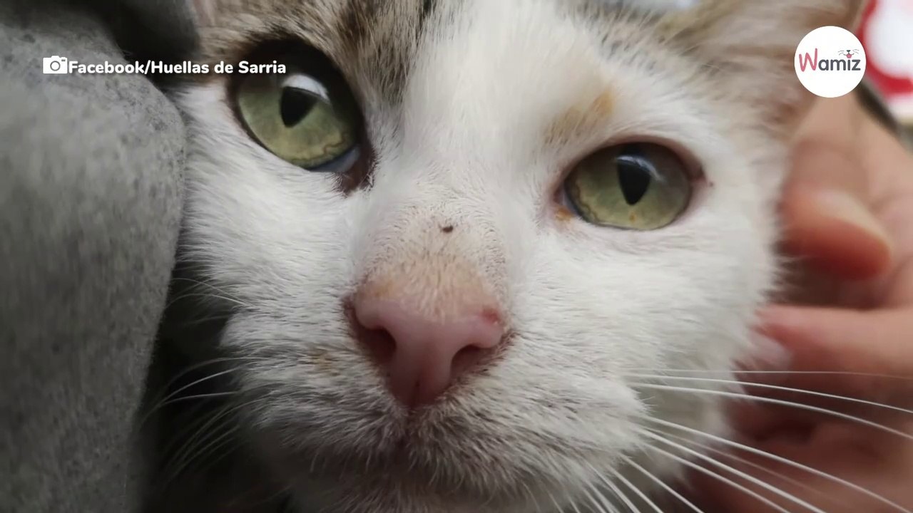 Gelähmtes Kätzchen soll eingeschläfert werden: Tierarzt röntgt es und lässt die Spritze plötzlich fallen