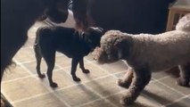 Crazy dogs kick boredom out of the house by play-fighting with one another