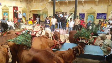 Video... खेखरे पर श्रीनाथजी मंदिर गोवर्धन पूजा हुई