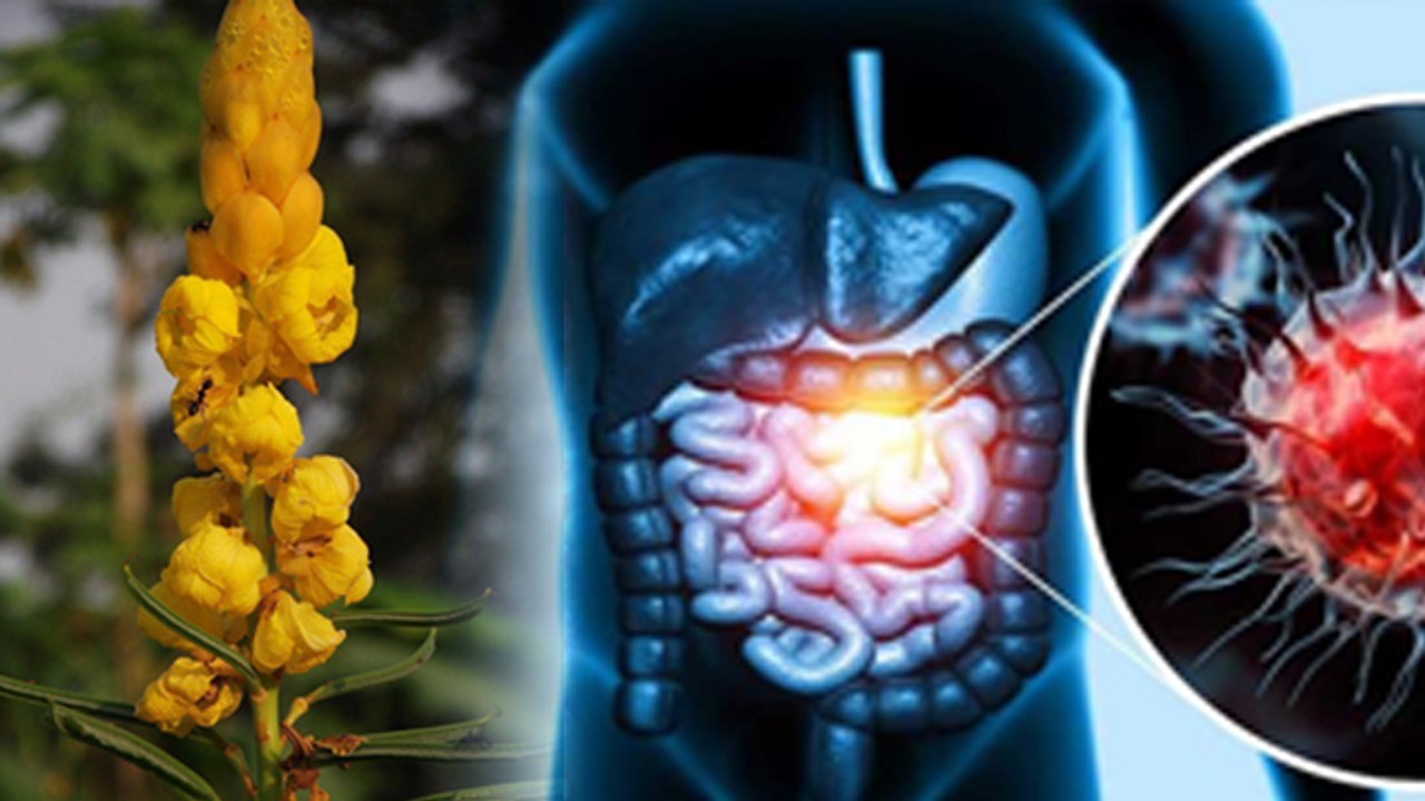 इस पत्ते को खाने से कैंसर का खतरा कम | Pitamber Leaves Khane Se Cancer Kaise Kam Hota Hai| Boldsky