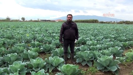 Aydınlı Karnabahar Üreticisi: "Ne Ekerseniz Ekin Çiftçi Artık Para Kazanamıyor"