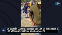Un camión lleno de cerdos vuelca en Argentina y los vecinos se llevan a los animales
