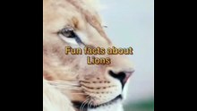 Fun facts about Lion