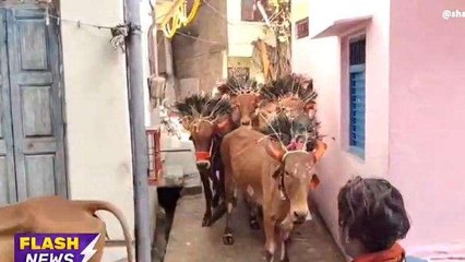 मंदसौर: ग्वाला समाज द्वारा गायों को दौड़ाने की अनोखी परंपरा, देखिए क्या है मान्यता