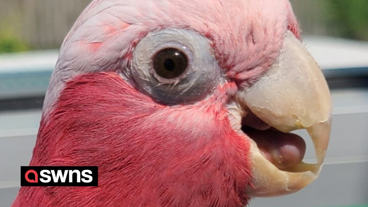 "My pet cockatoo has been held at Heathrow for three months due to paperwork"