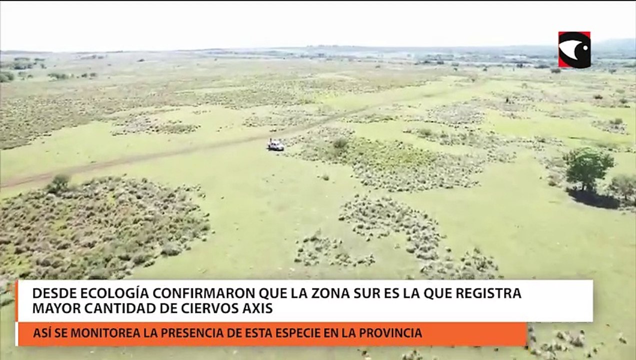 Desde Ecología confirmaron que la zona sur es la que registra mayor cantidad de ciervos axis