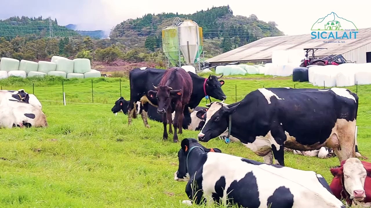 La SICALAIT vous invite à la 2nd édition de la fête du lait à la Plaine des Cafres