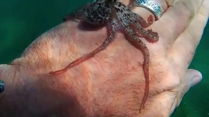 Mi Amigo el Pulpo: Lecciones de Vida Desde el Océano | Lo que el Pulpo me Enseñó