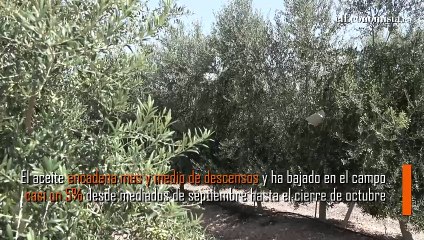 El precio del aceite de oliva baja casi un 5% en el campo y da un respiro a Deoleo, Acesur y Dcoop