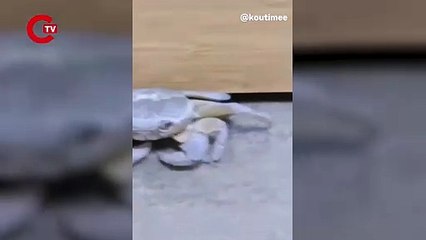 KYK yurduna 'yengeç girdi' iddiası