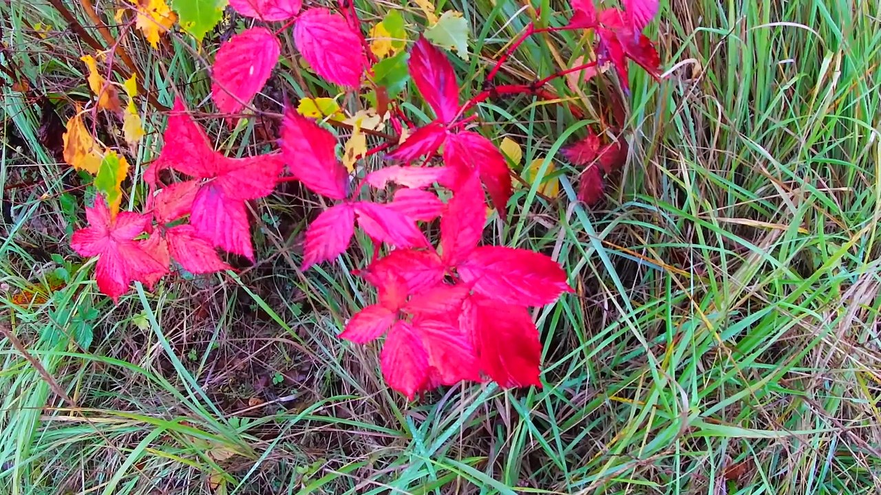 Pilze_kucken