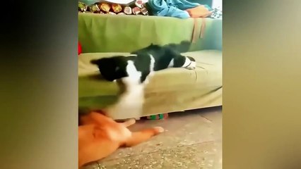 Funny Videos 2023 Cutest Cats and Dogs