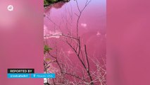 A lagoon turns pink in Hawaii, USA.