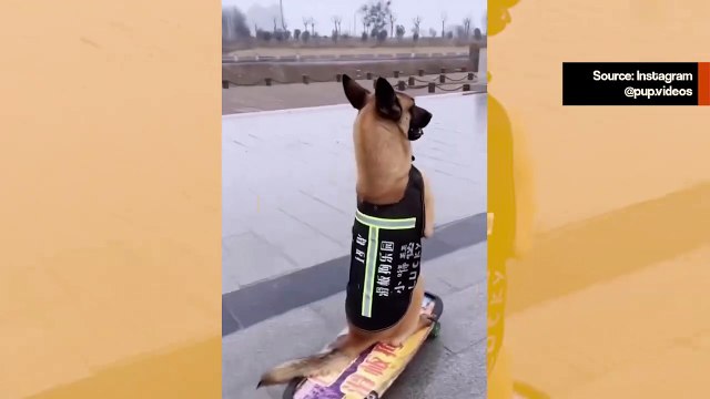 Hauska video: koira tekee rohkean liikkeen rullalaudalla