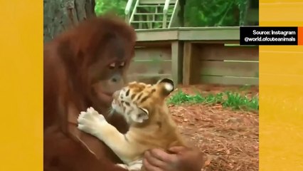 Suloinen video: orankiäiti pitää hauskaa tiikerinpoikasten kanssa