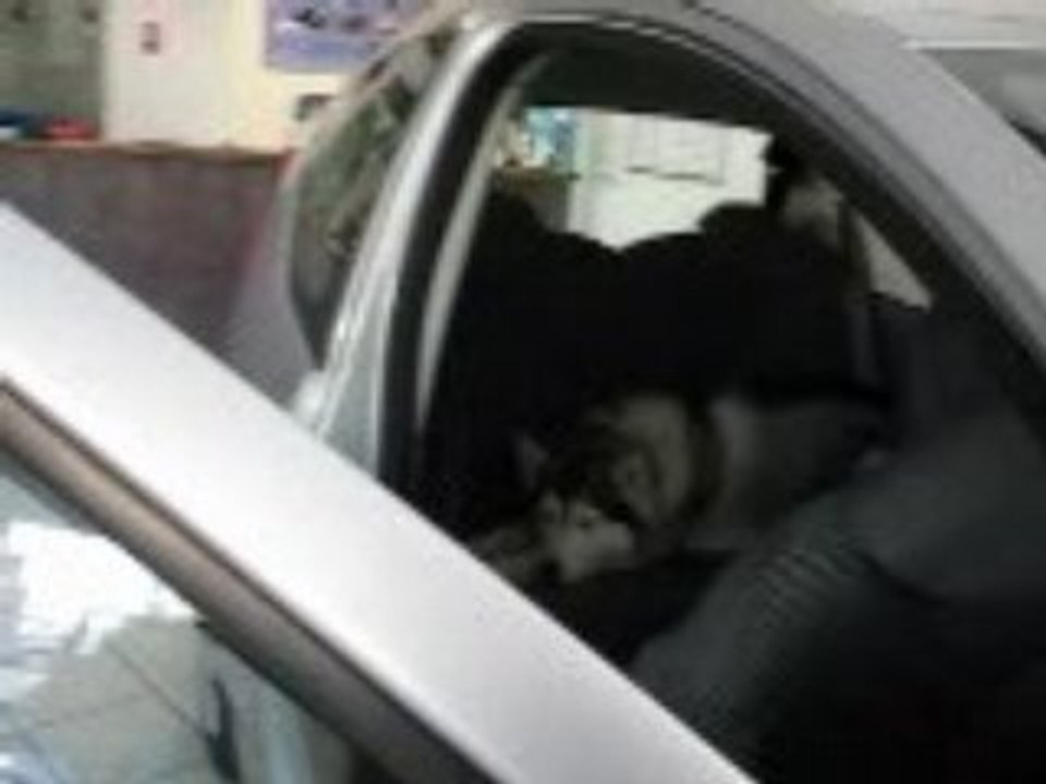Pinto dans la 107 !