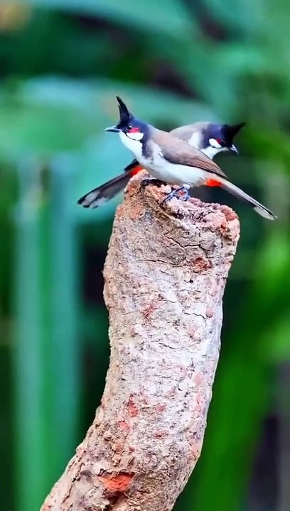 lin hillside on X- -Red-whiskered Bulbuls  It is a passerine bird native to Asia. It has a tall pointed black crest, red face patch and thin black moustachial line. by 老黄牛x #China #nature #Pe