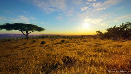 Savannah Sunset: Kalimba's Rhythm and Cricket Chorus