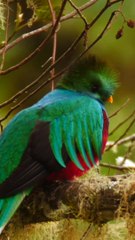 Voici à quoi ressemble un des oiseaux les plus rares !