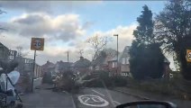 Storm Debi: Local footage shows tree ripped from ground during strong winds in Sheffield