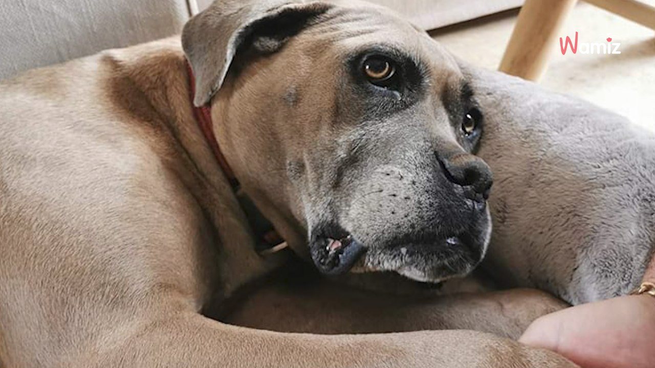 Abîmée par la violence de quelques années d'errance, cette jeune chienne espère trouver la famille qui lui fera tout oublier