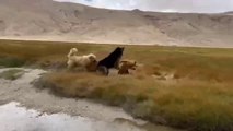 Dog Fight - German shepherd vs 3 Dogs