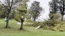 Storm Debi: Storm causes damage across UK as trees felled by high winds