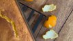 Gâteau d’épluchures d’oranges   Ingrédients :   - Epluchures de 3 oranges bio  - 80g de sucre  - 3 oeufs  - 100g de farine  - 1 sachet de levure chimique