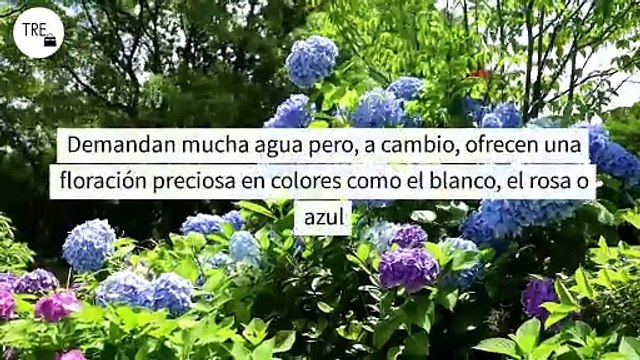 Este es el lugar en el que tienes que colocar las hortensias para que sus flores crezcan espectaculares