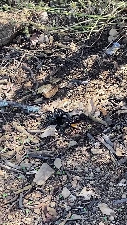 Wasp Follows Tarantula