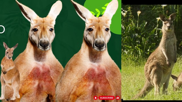 #Kangaroos: Hopping into the Fascinating World of Australia's Jumping Marvels!