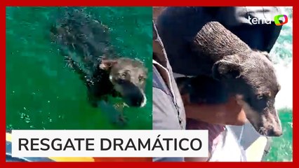 Cachorra que se afogava nas águas do Rio São Francisco é resgatada por pai e filho