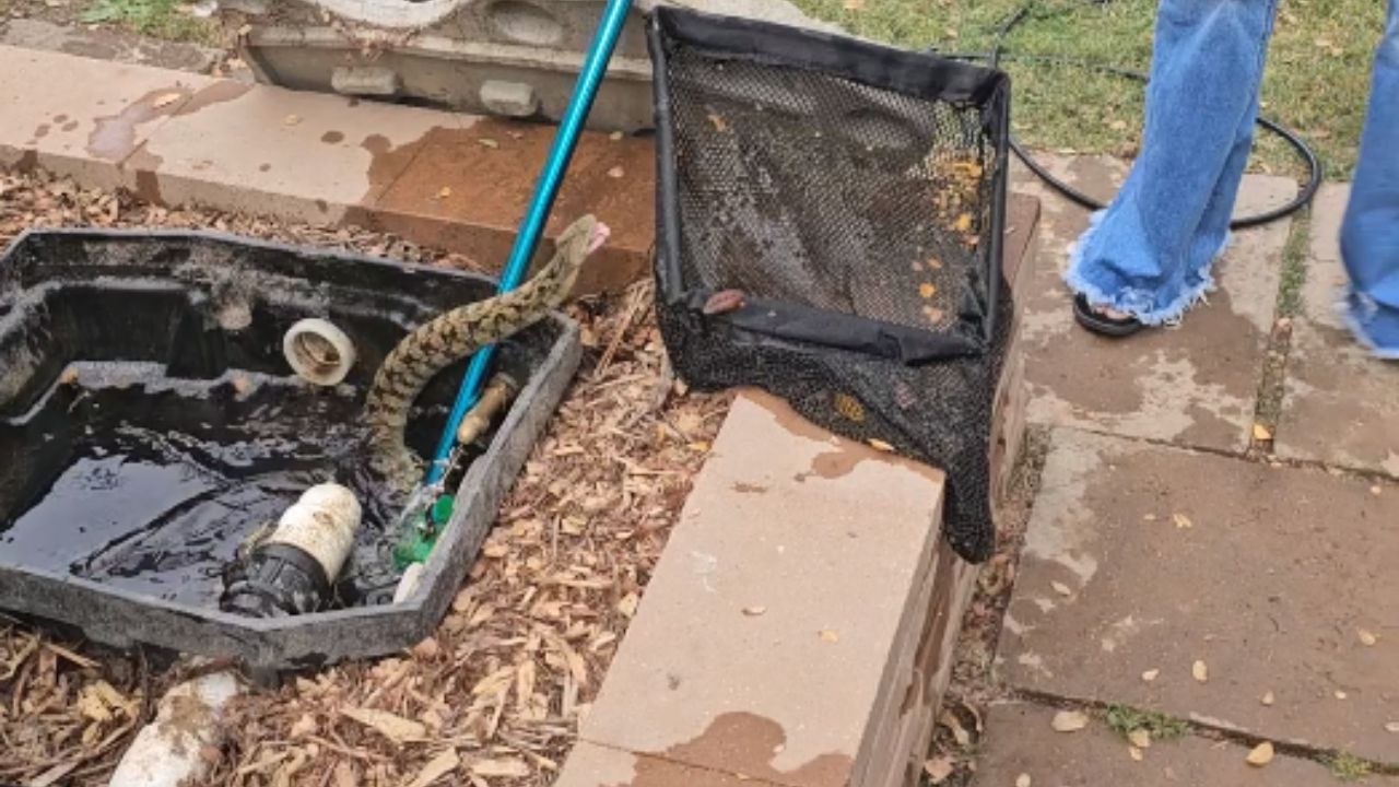 Courageous woman gets snake out of Koi Pond to help husband video