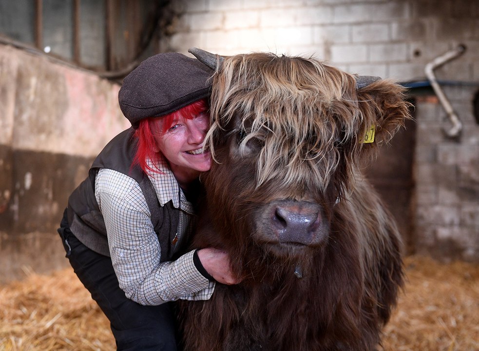 Highland Cow Experience Dumble Farm - video Dailymotion