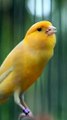 Canary Singing birds sounds at its best - Melodies Canary Bird song #bird #canary #shorts