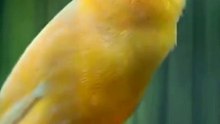 Canary Singing birds sounds at its best - Melodies Canary Bird song #bird #canary #shorts