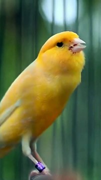 Canary Singing birds sounds at its best - Melodies Canary Bird song #bird #canary #shorts