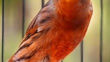 Canary Singing birds sounds at its best - Melodies Canary Bird song #bird #canary #shorts_2