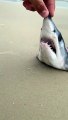 Banhistas encontram cabeça de tubarão em risco de extinção em praia de SC