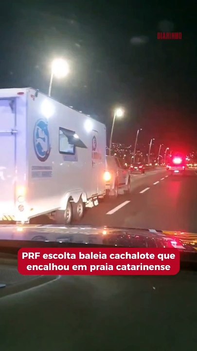 PRF escolta baleia cachalote que encalhou em praia catarinense