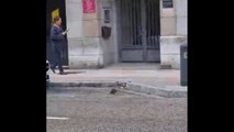 Una rata se pasea por Suero de Quiñones