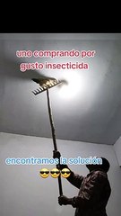 Gallina causa sensación al matar moscas con mucha efectividad: "Mejor que el insecticida"