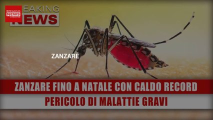 Zanzare Fino A Natale Con Caldo Record: Pericolo Di Malattie Gravi!