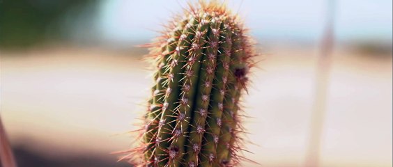 Traversing the Desert to Find Our Inner Truth (Alt cut of Episode 257)