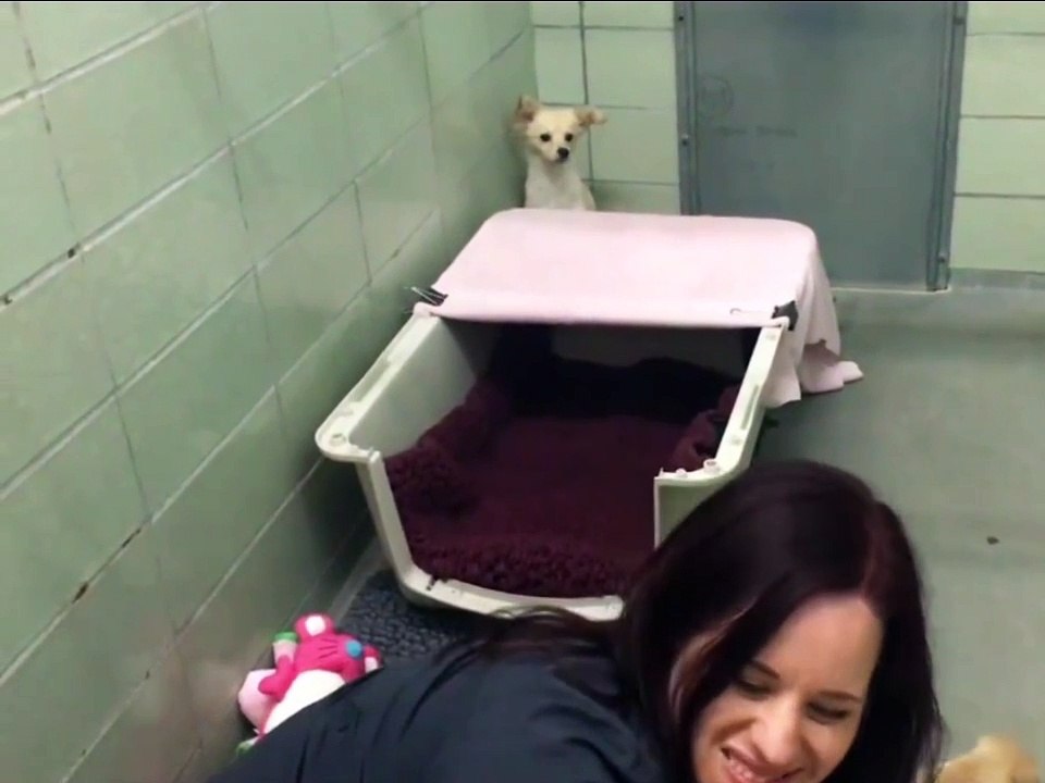 Barınağa teslim edilen dişi köpeğin korkak ve mutsuz tavırları dikkat çekmiş. Yapılan kontroller sonrasında yakın zamanda doğum yaptığı ve yavrularının alındığı tespit edilmiş. Anne Köpeğin Yavrularıyla bir araya geldiği an