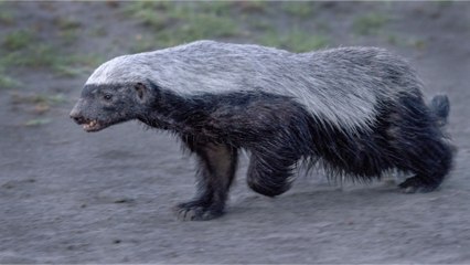 Der Honigdachs: Ein sehr aggressives Tier